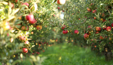 Õunaäädikas – tervisest pakatav vitamiinipomm
